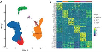 Upregulated CD8+ MAIT cell differentiation and KLRD1 gene expression after inactivated SARS-CoV-2 vaccination identified by single-cell sequencing